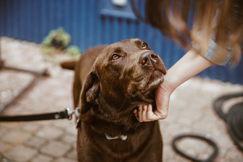 Supporting Animal Welfare