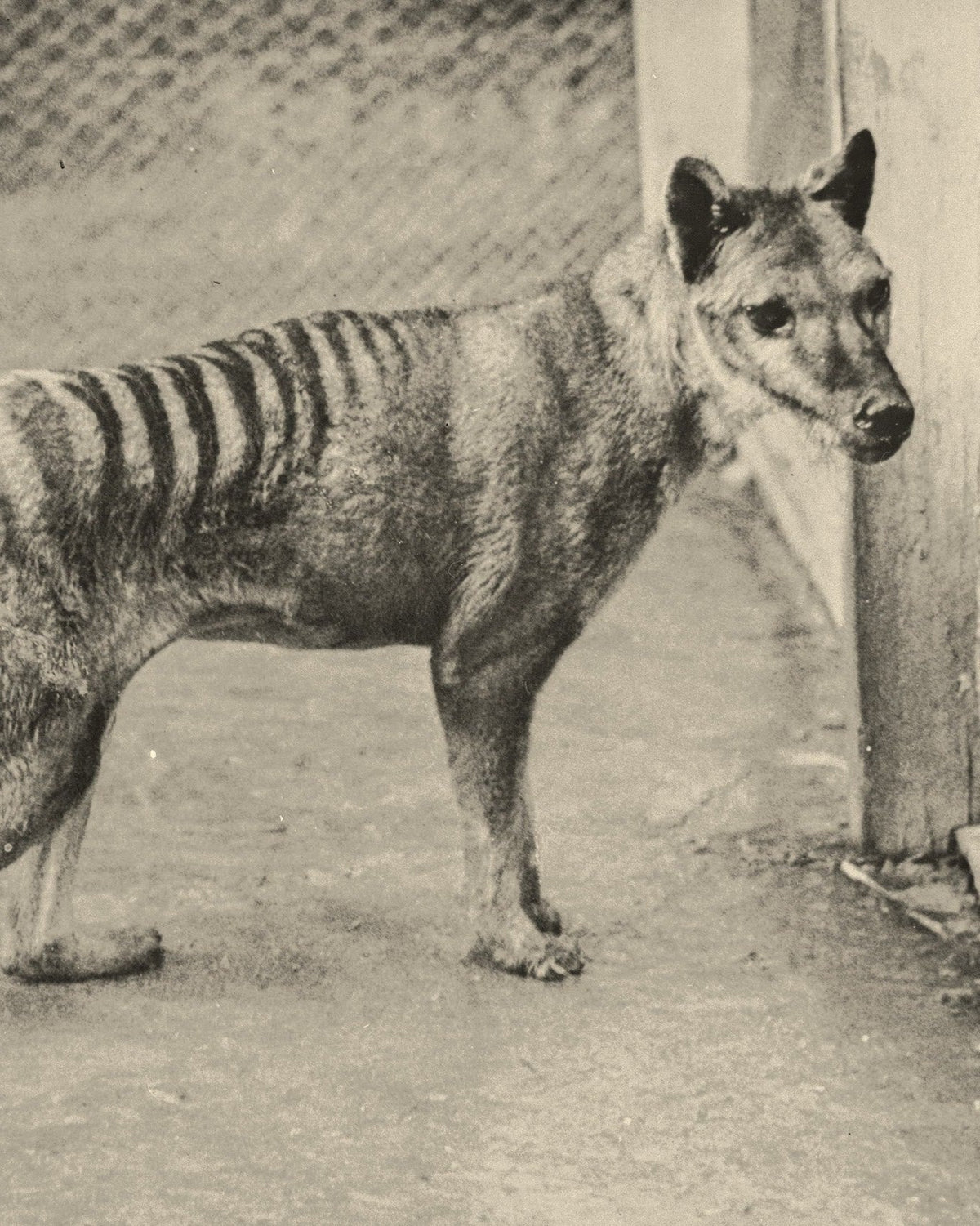 A thylacine at Beaumaris Zoo, Hobart, 1936