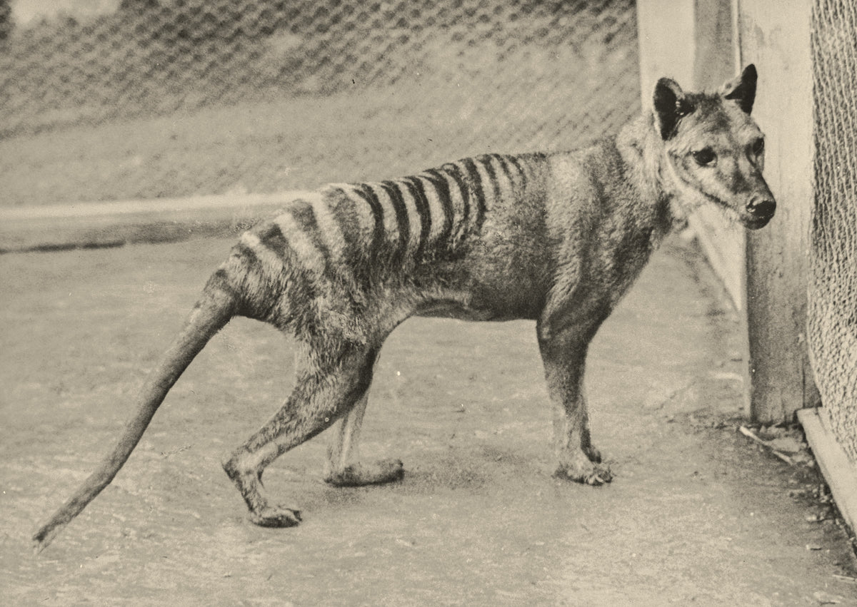 Archival photograph of a thylacine at Beaumaris Zoo, Hobart, 1936, by Ben Sheppard (Tasmanian Archives, public domain)